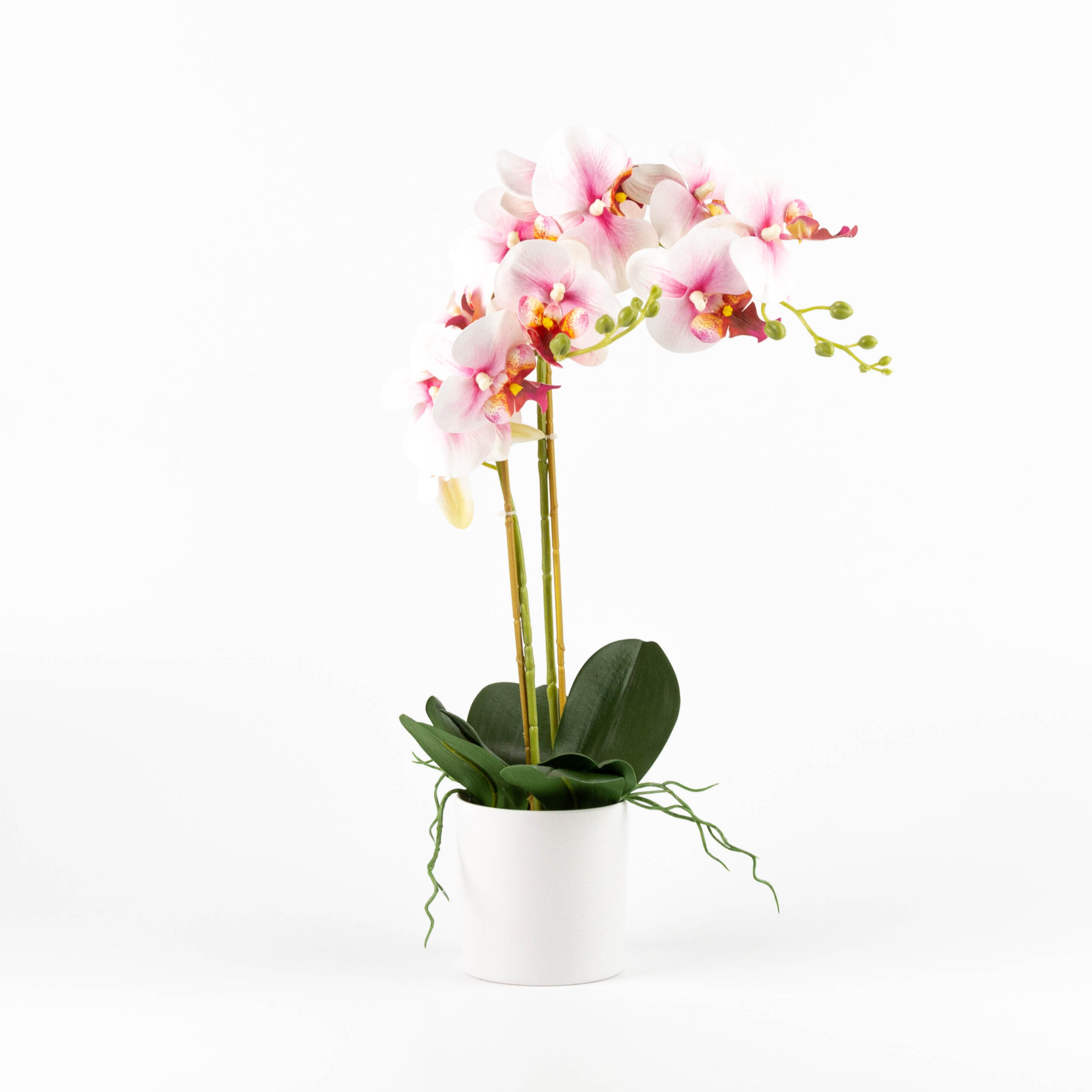 Pianta orchidea 