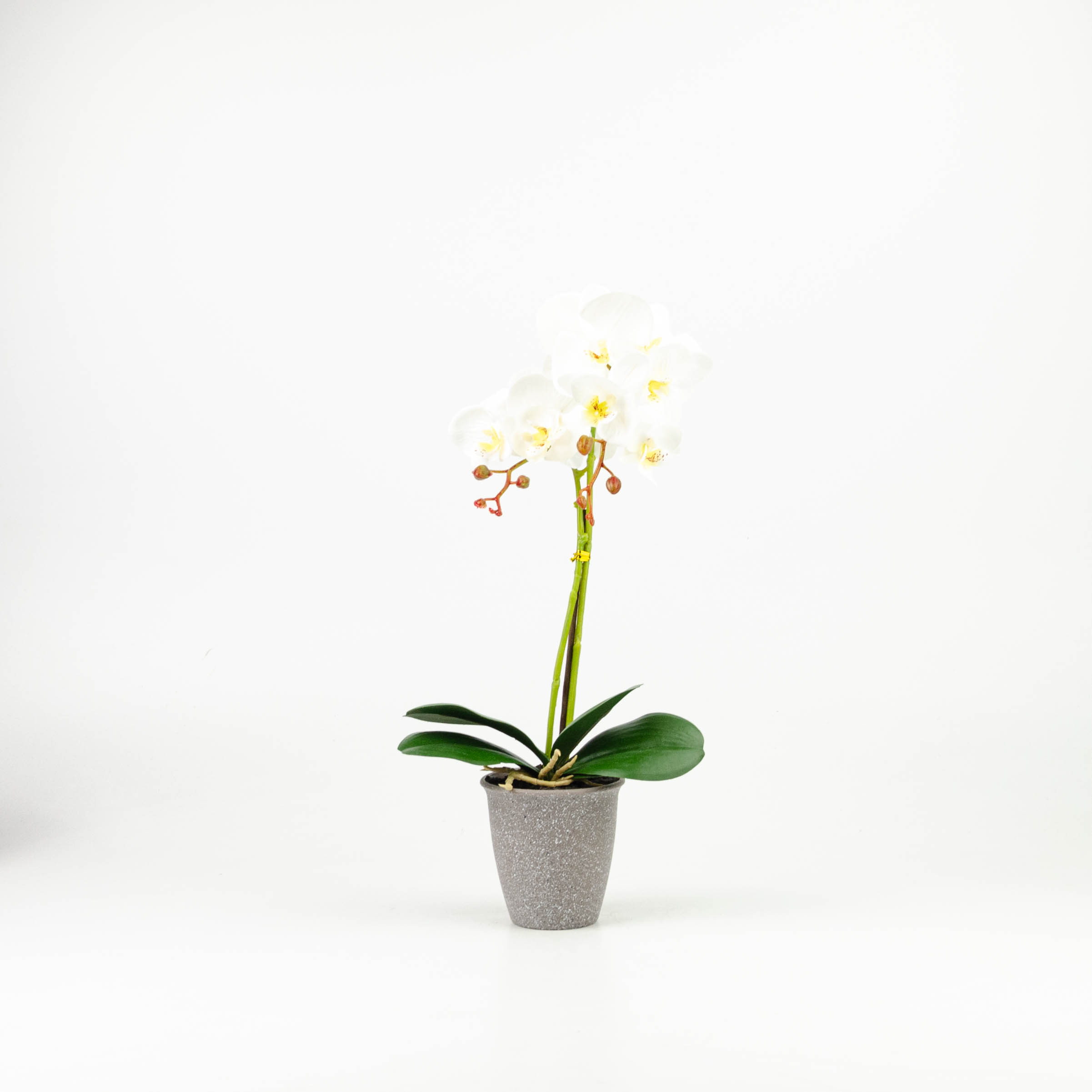 Pianta orchidea 
