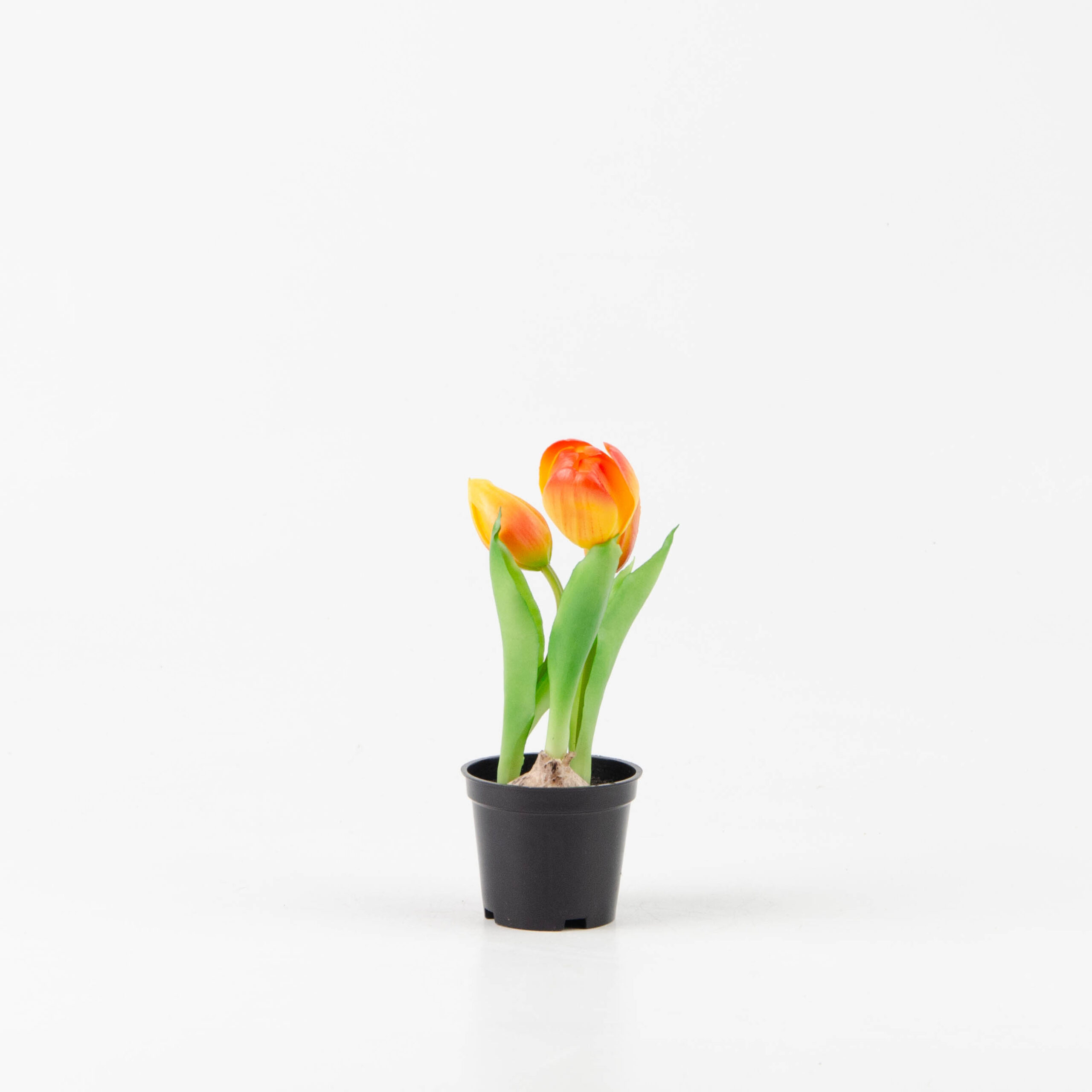 Pianta tulipani in vaso 
