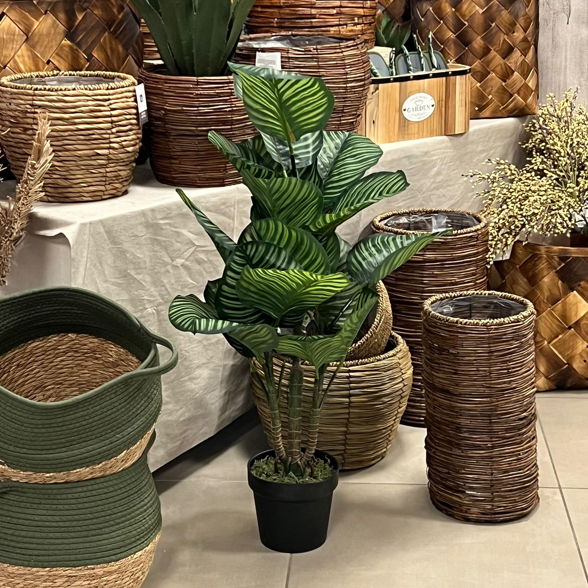 Pianta 