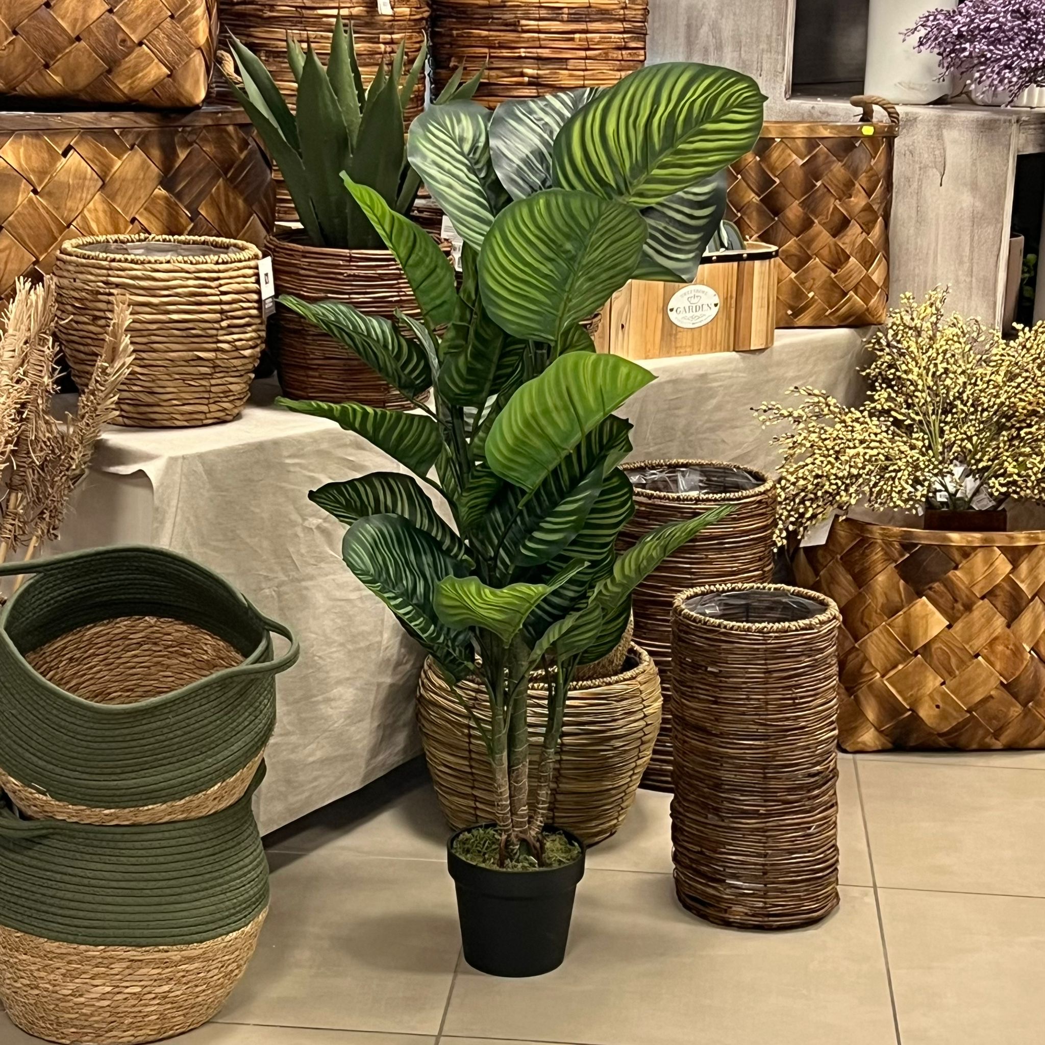 Pianta 