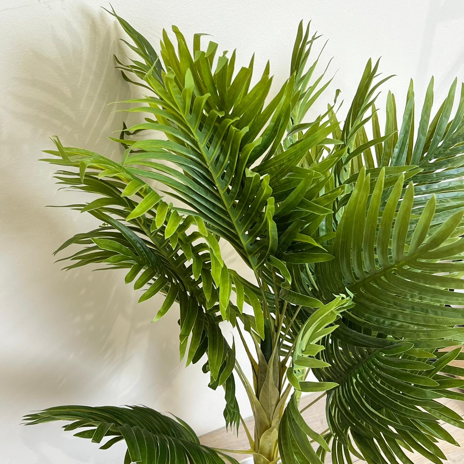 Pianta 