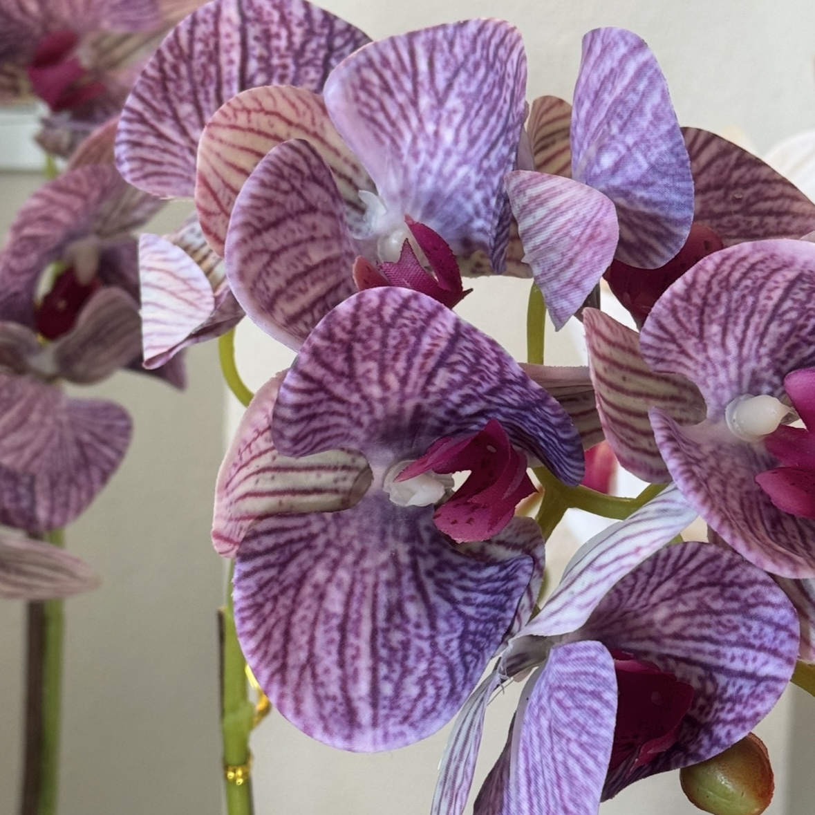 Pianta orchidea 