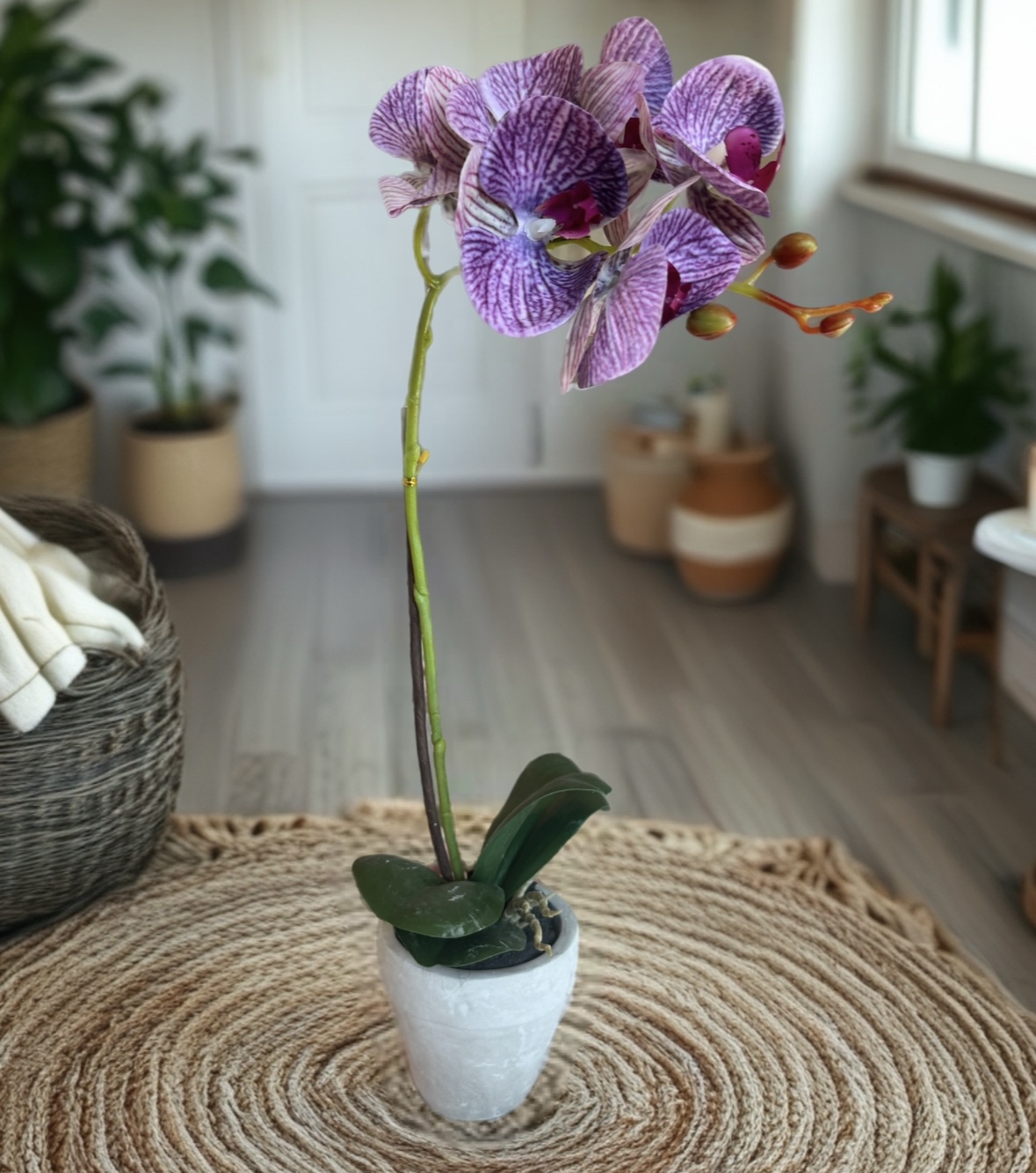 Pianta orchidea 
