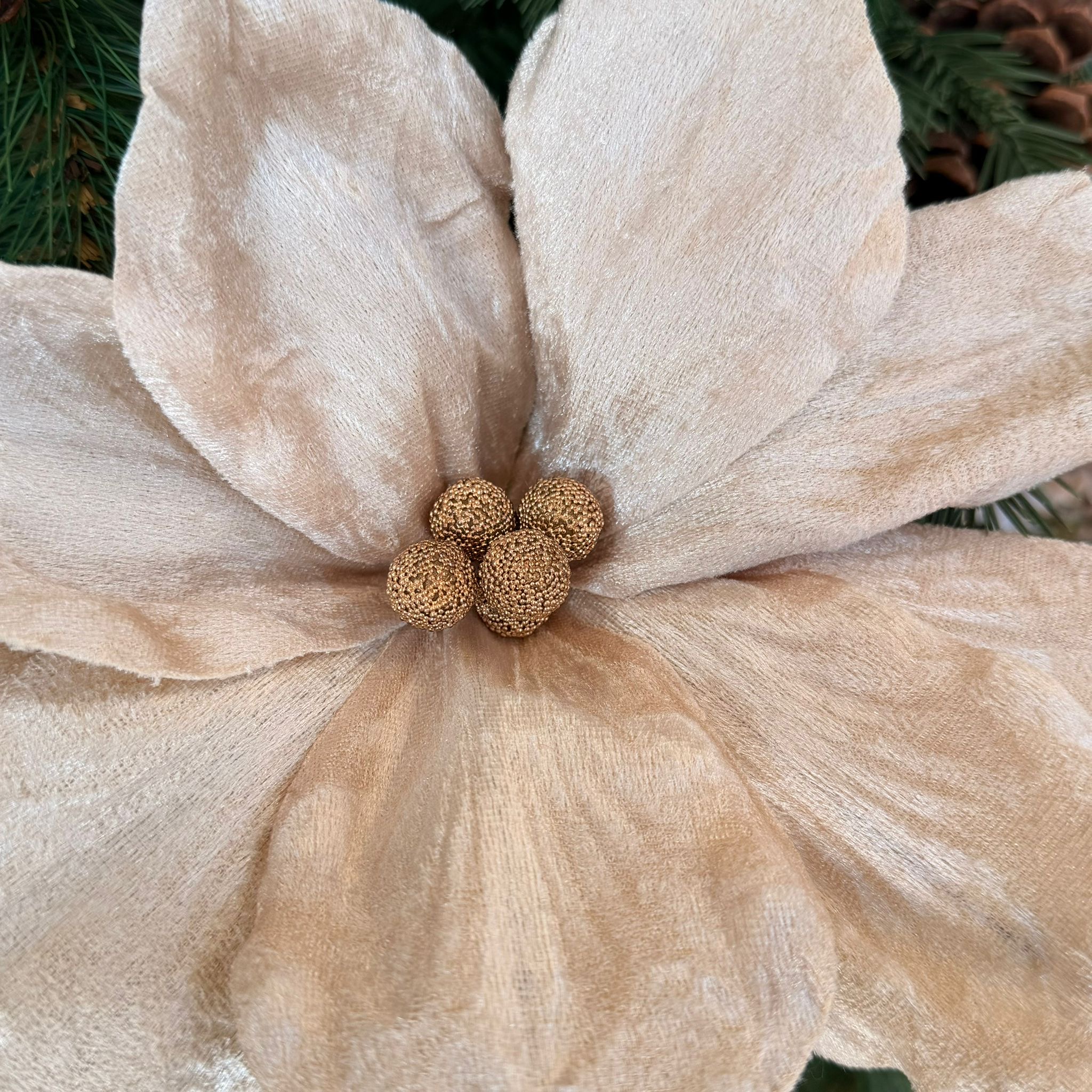 Stelo magnolia tortora