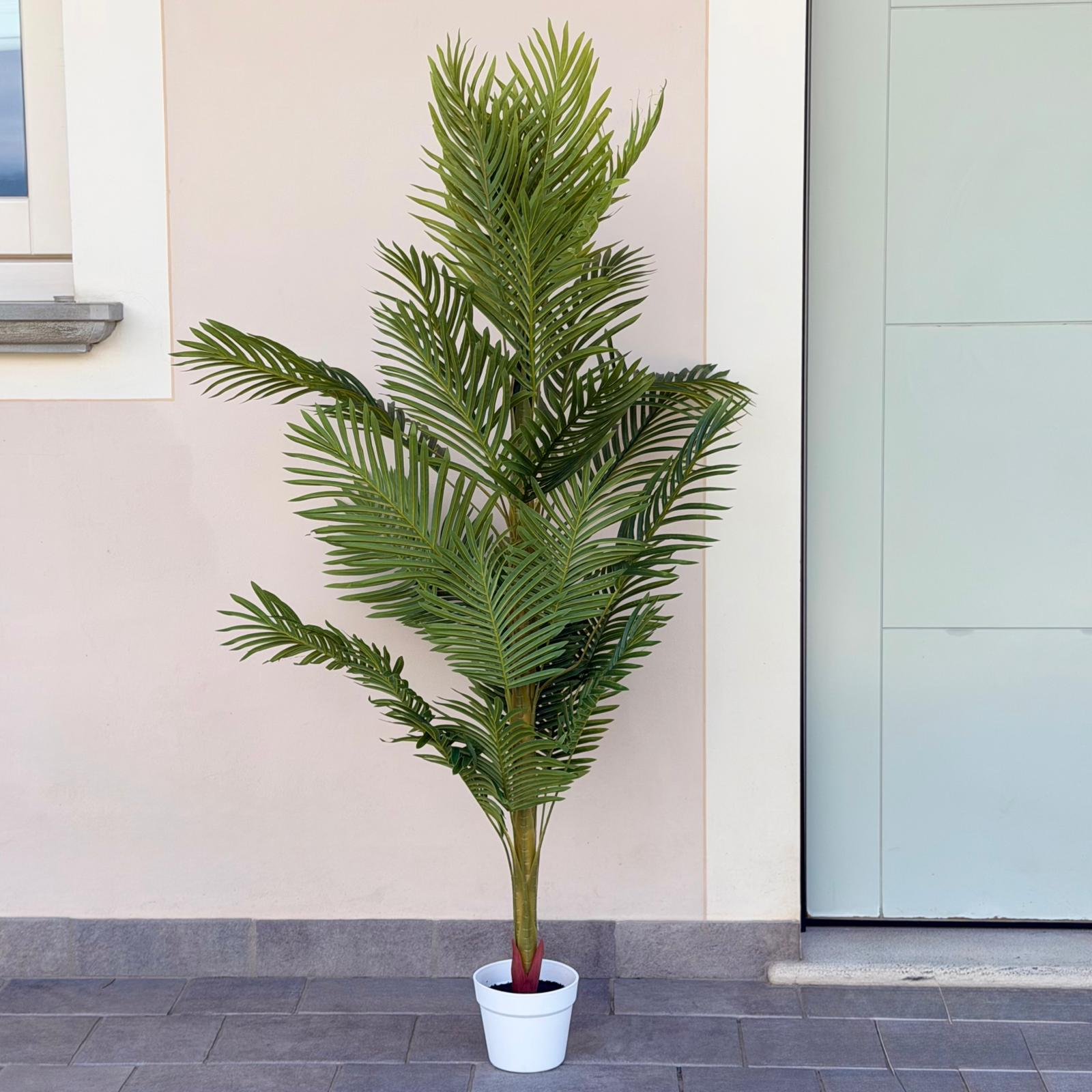 Vaso pianta palma 