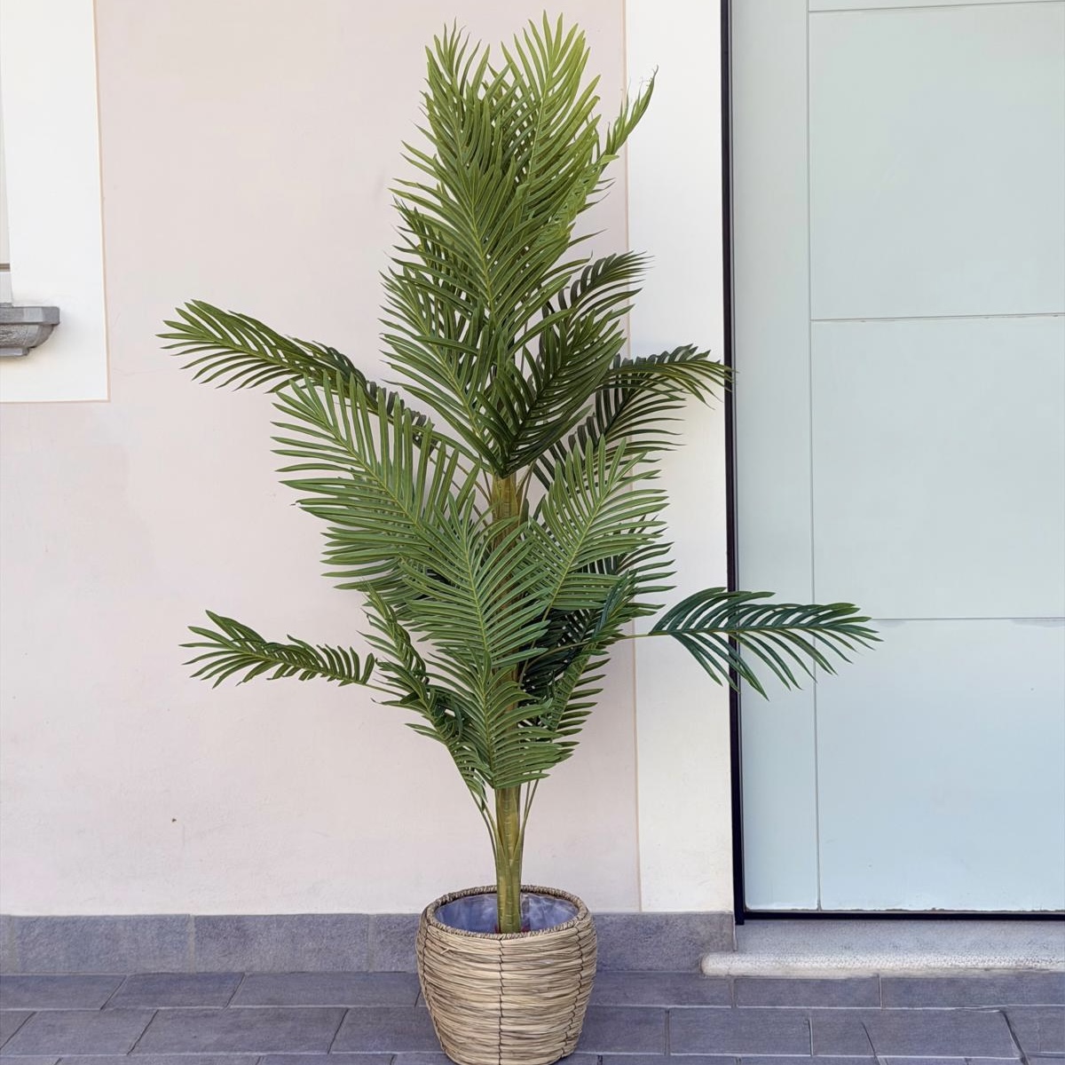 Vaso pianta palma 